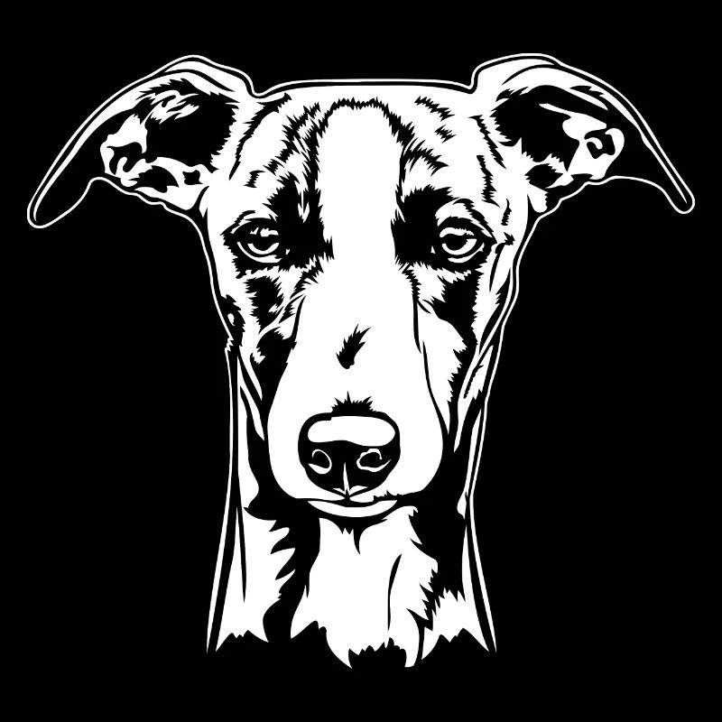 Whippet Portrait Chien Chiens Lévriers Wilsigns