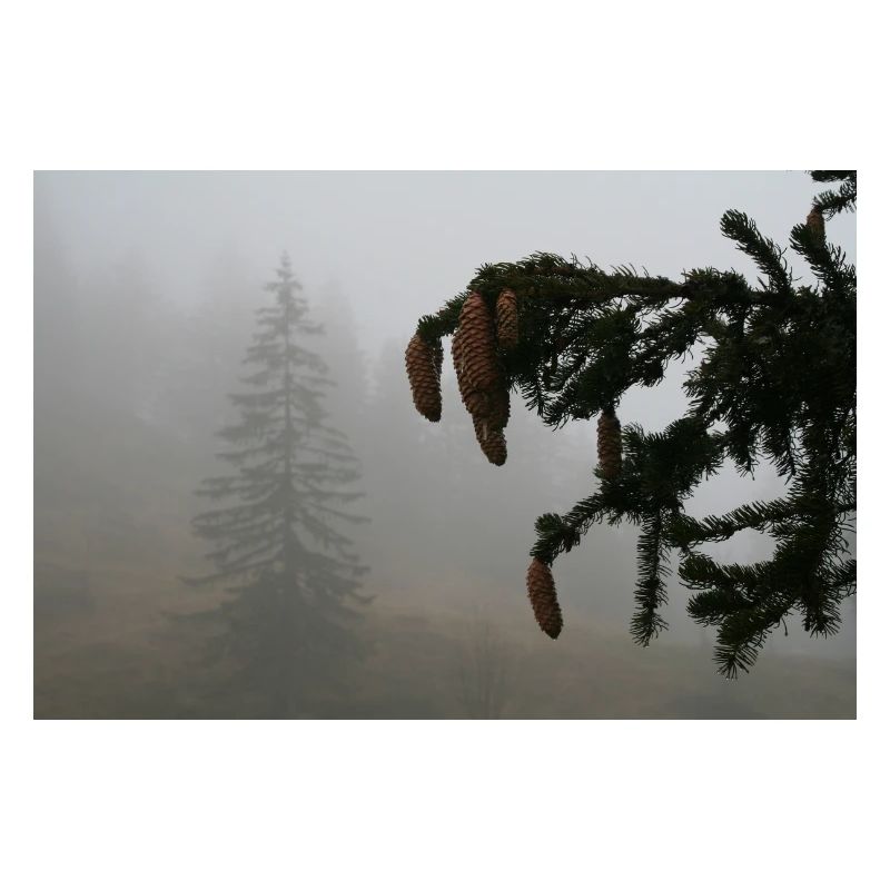 Cloud Forest Cone Magic / Feldberg