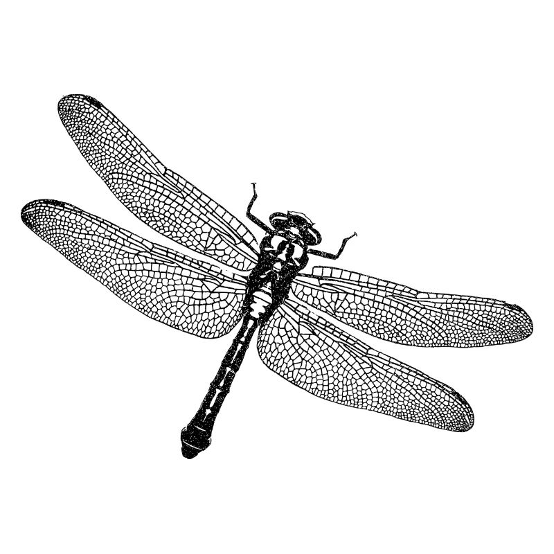 Libellule