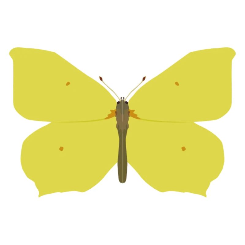Papillons : Le papillon citron