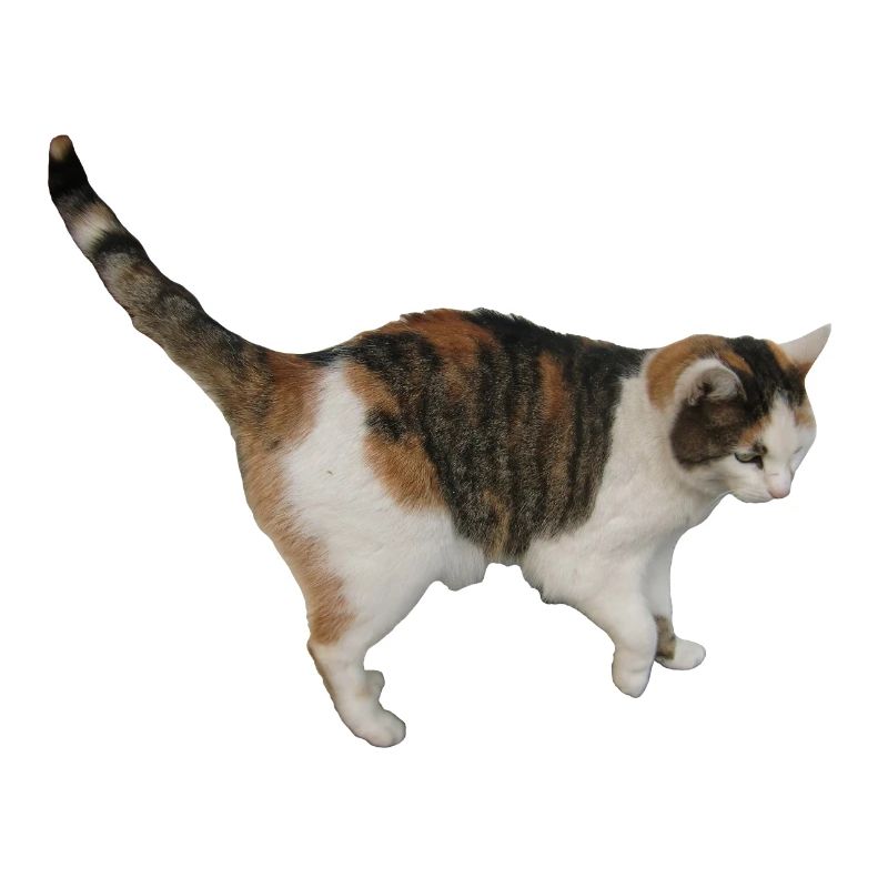 Katze