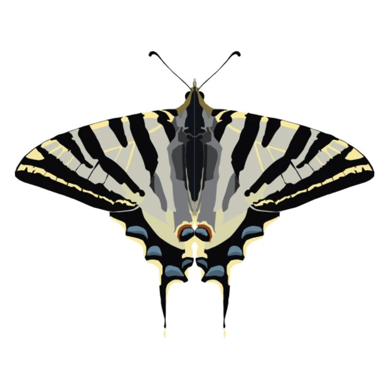 Papillons : Le Papillon Voile