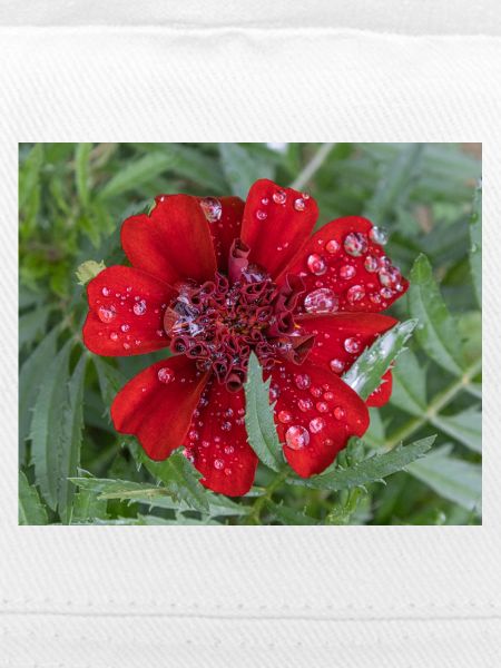 Rote Kleinblattblüte, bedeckt mit Wassertropfen,