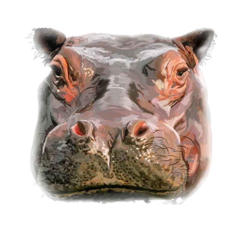 Porträt eines Hippos