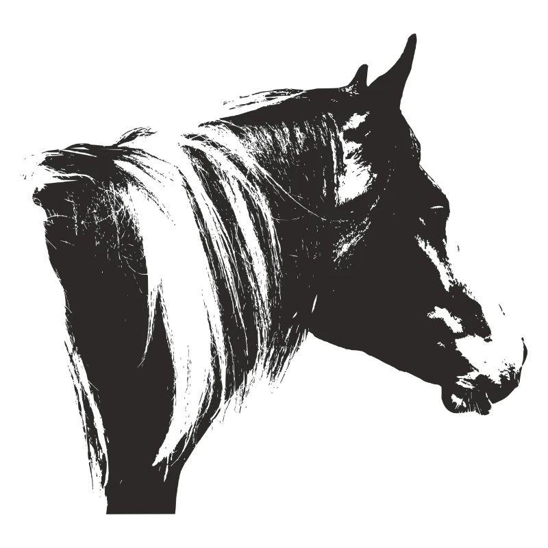 Lewitzer Schecke, Cheval Schecke, Équitation Pinto