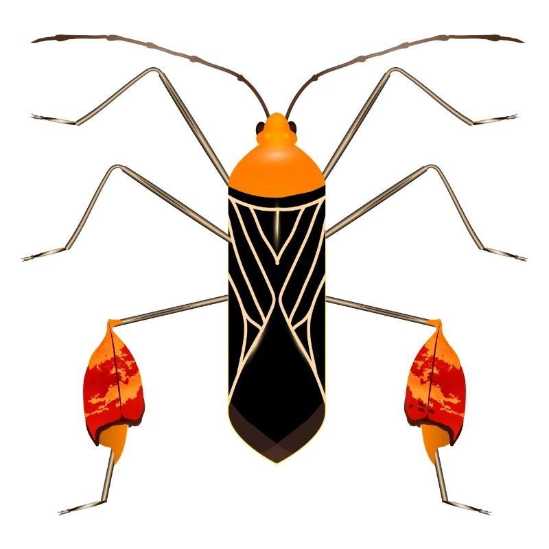Anisoscelis alipes leaf-footed bug exotic insect