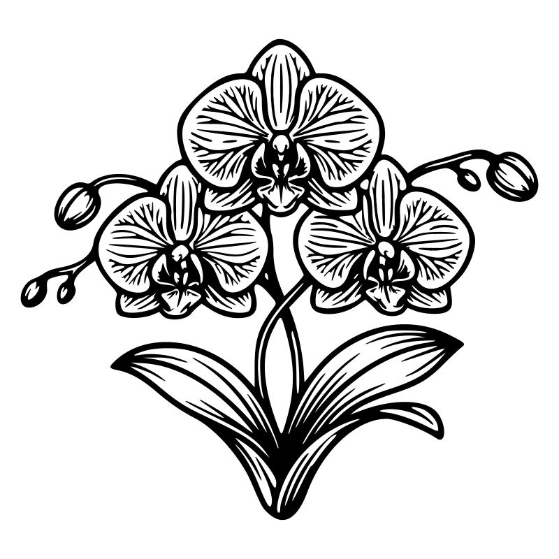 Orchidée 