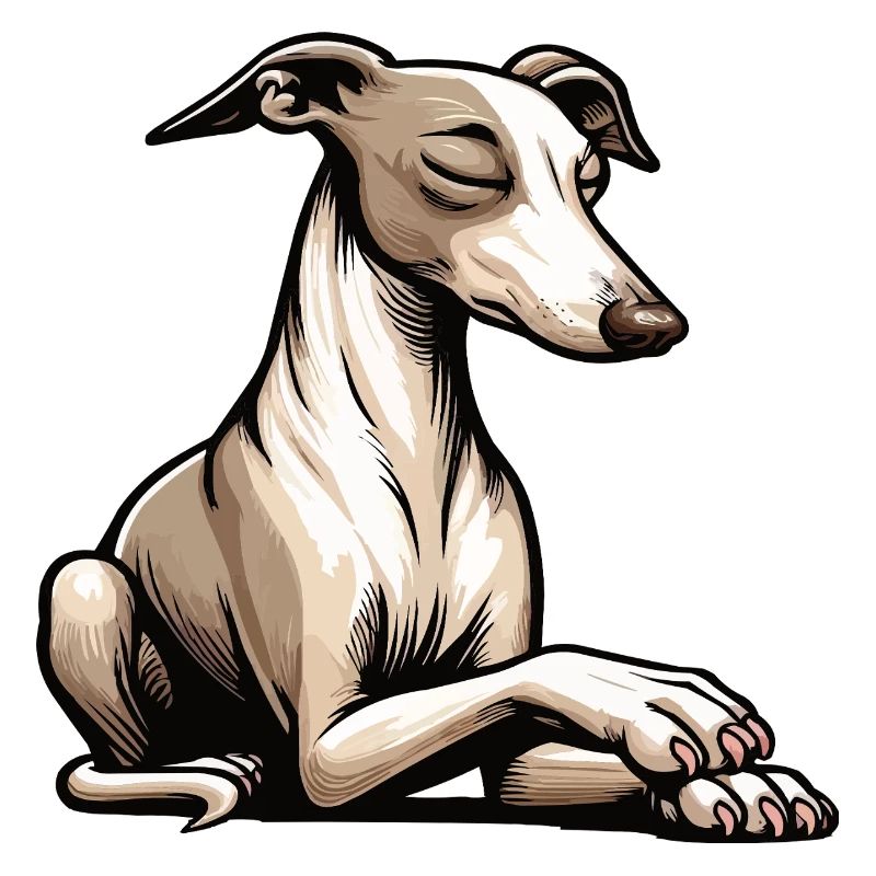 Whippet Greyhound Whippets Propriétaire de lévrier