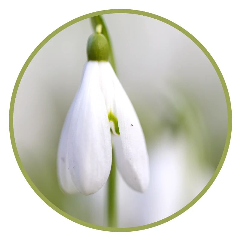 Perce-neige fleur blanche Fleur blanche Éclosion précoce