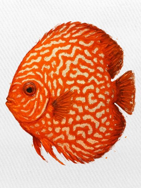 Oranger Diskusfisch-Aquarium Amazonas