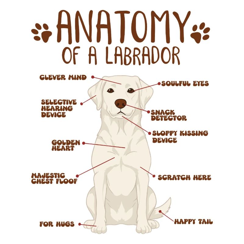 Anatomie eines white Labradors