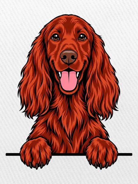 Irischer Setter