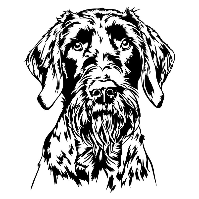 Deutsch Drahthaar Portrait Hunde Jagdhund Wilsigns