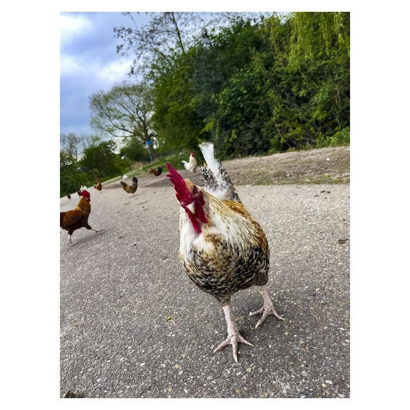 Bist du ein Huhn??