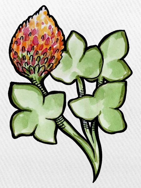 Aquarell Protea mit Kleeblättern