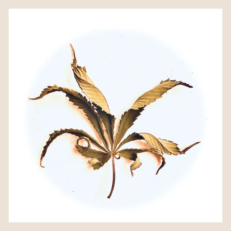 Curled leaf