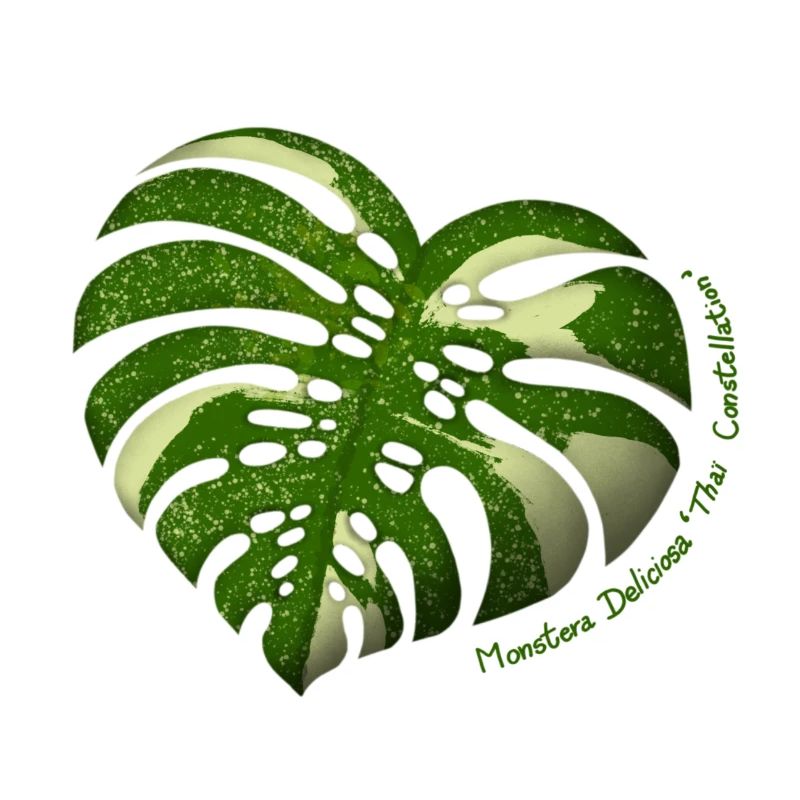 Monstera Thaï Constellation