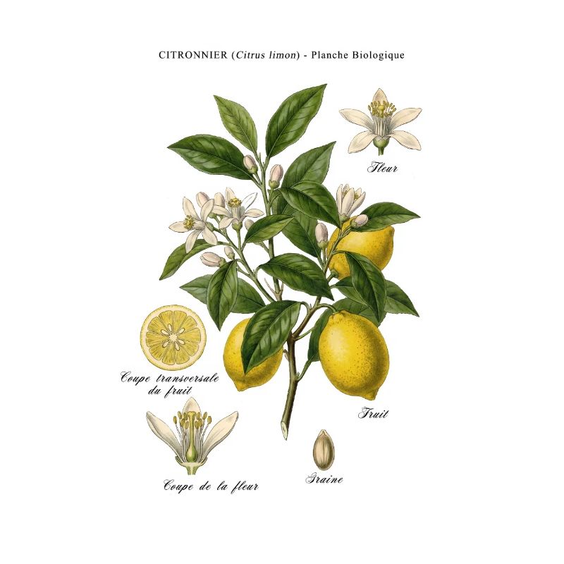 Botanisches Vintage Lemon Tree Board