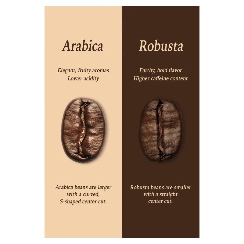 Affiche du guide du café Arabica vs Robusta