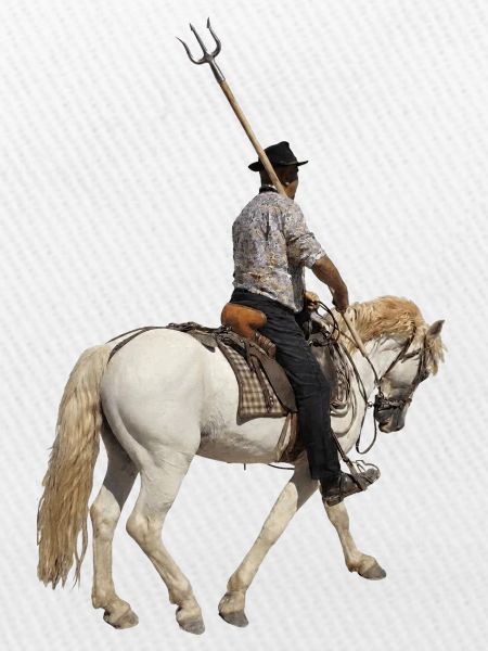 Gardianischer Camargue