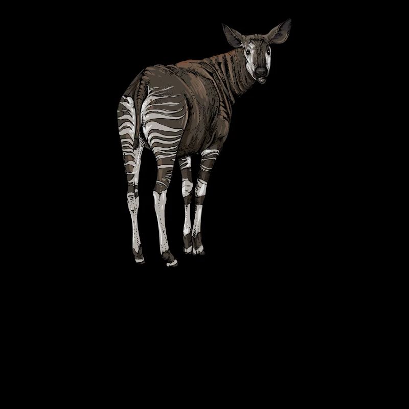Okapi I forest giraffe from the rainforest for