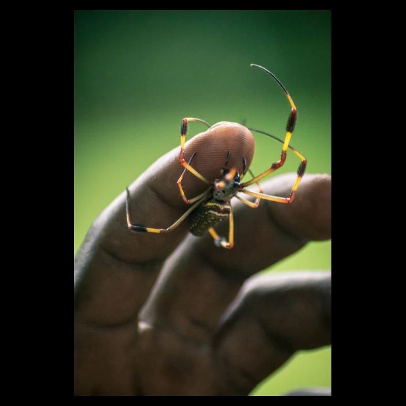 Spinne