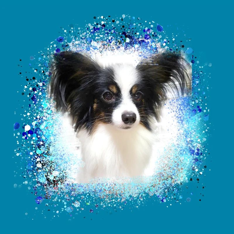 papillon,chien,spitz,zwergspitz,pompon