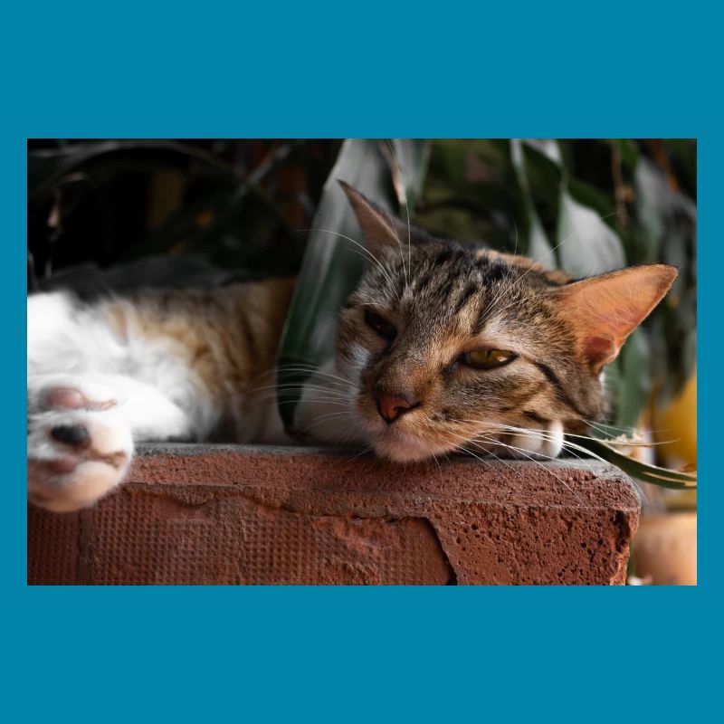 Die Katze
