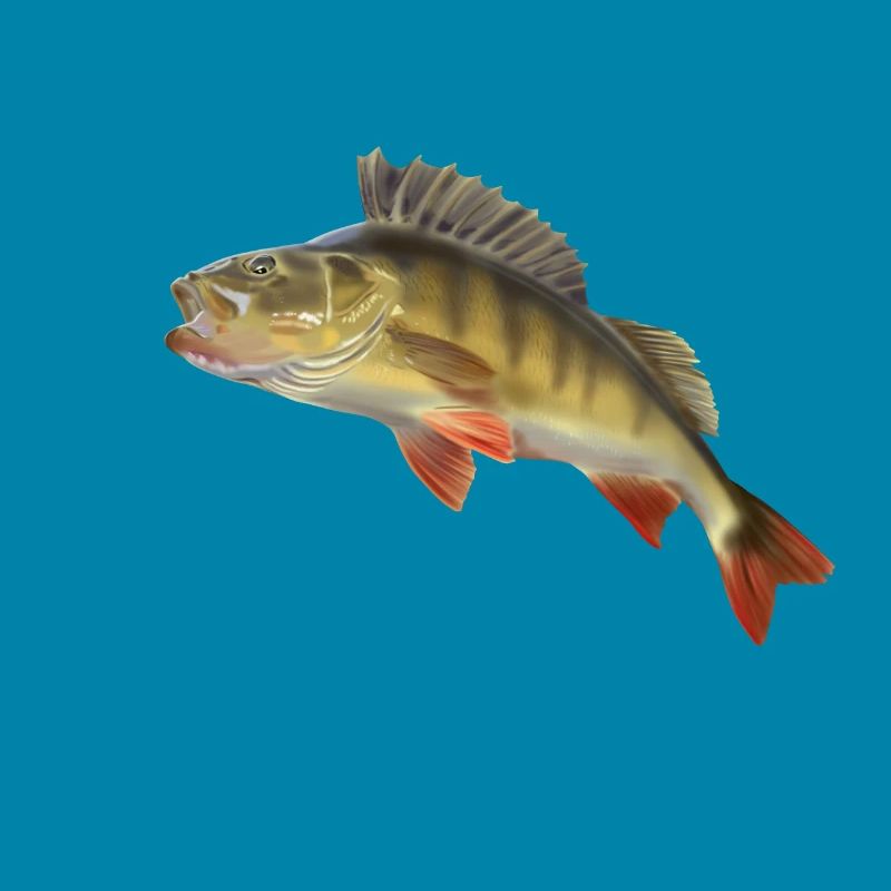 Perch