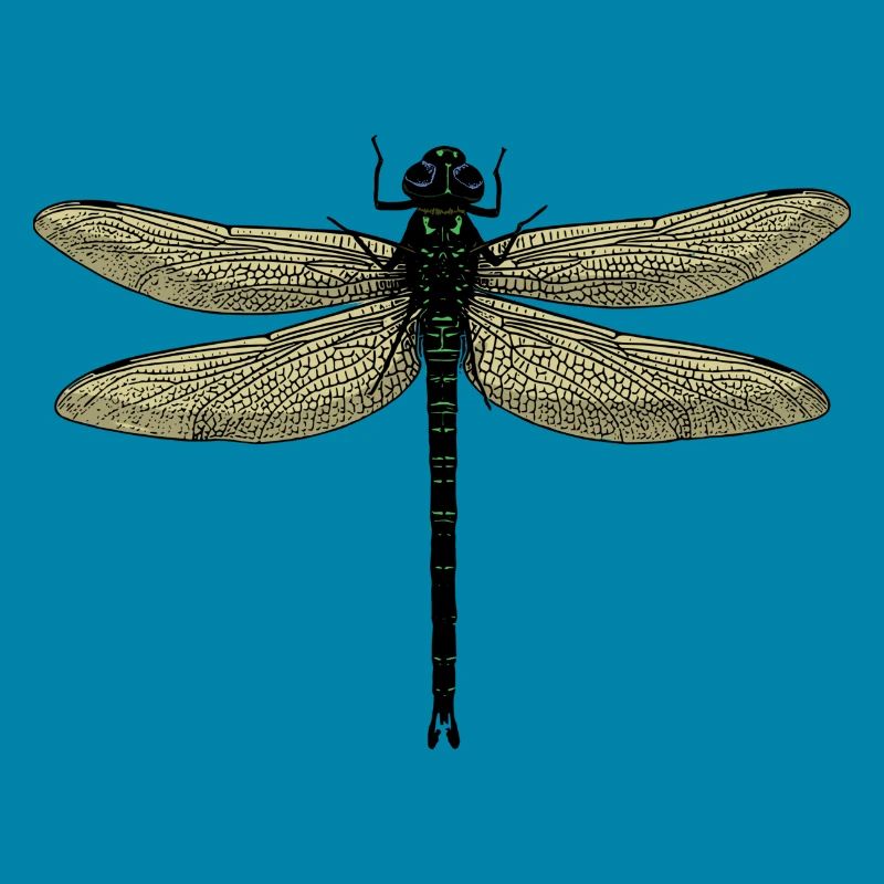 Une libellule - libellule