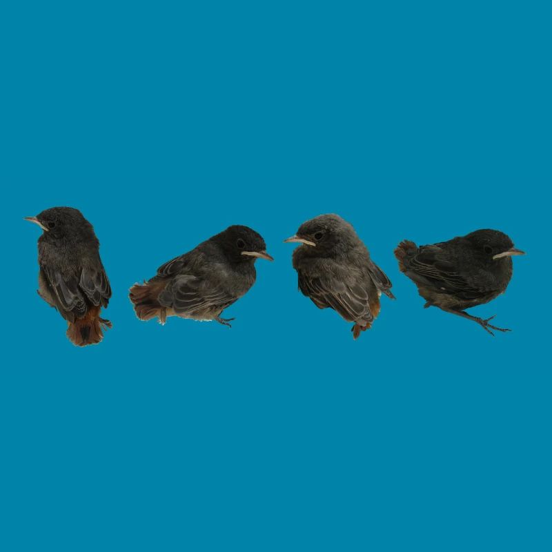 House redstart branches