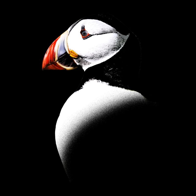 Atlantic Puffin