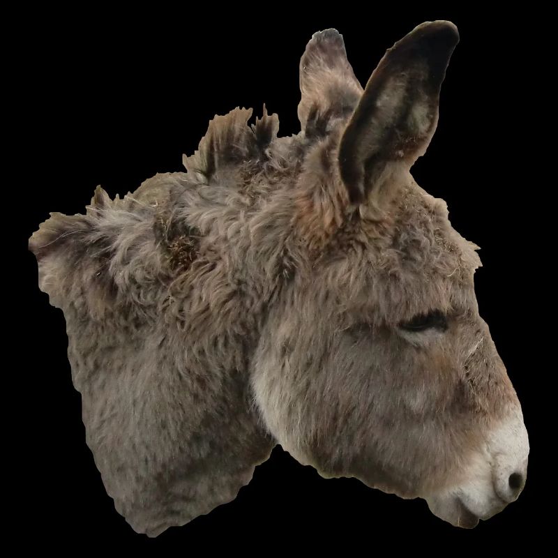 Donkey