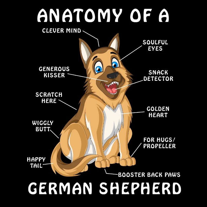 Anatomie des Deutschen Schäferhundes