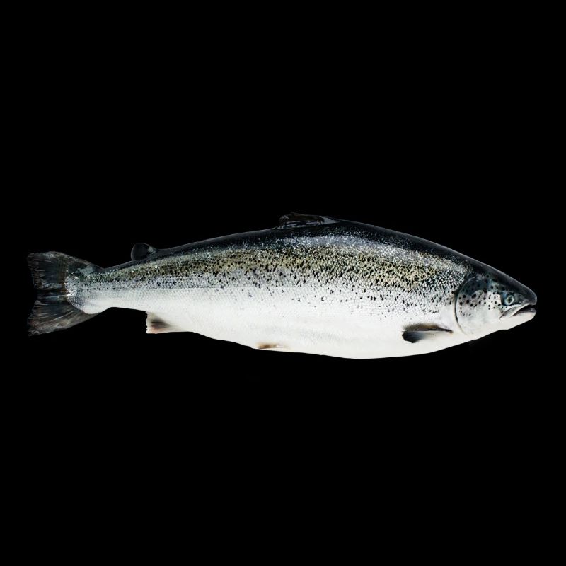 salmon