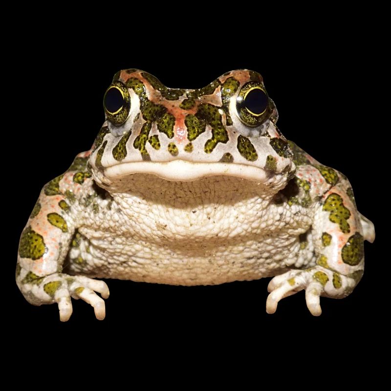 frog frog crocodile toad animal animals