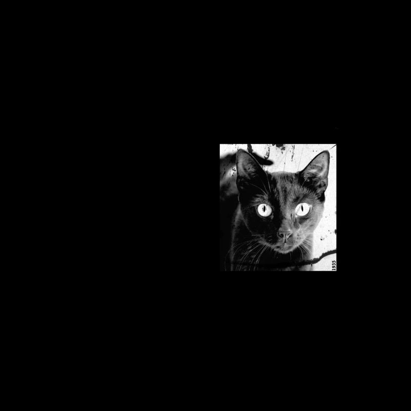 le chat de schrödinger noir