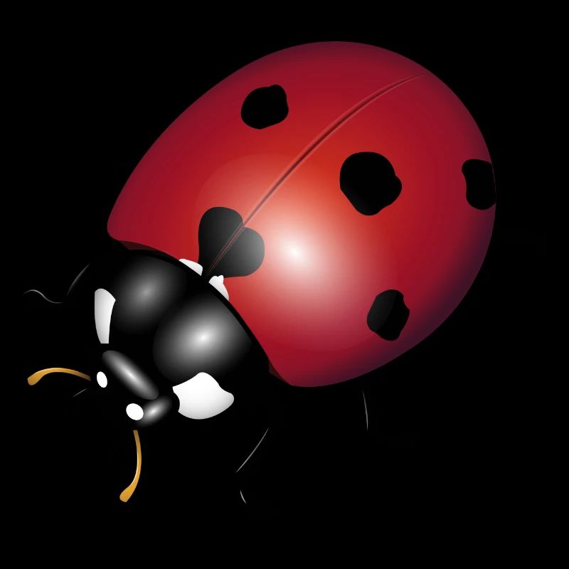 Marienkäfer