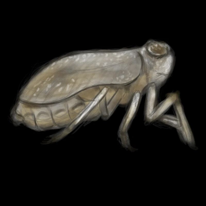 Cicada Ink Sketch in Earth Tones