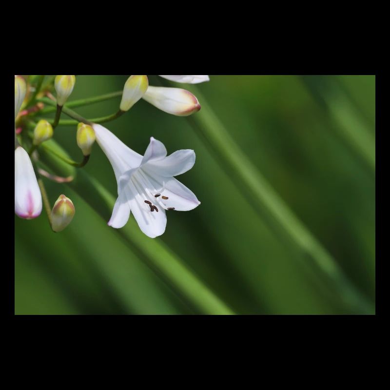 Weiße Lilienblüte Makro