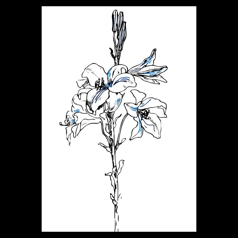 Blue lillies