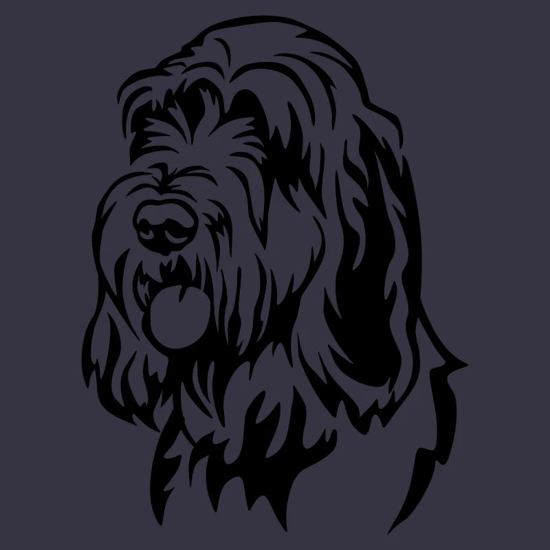 Spinone Italiano Kopf