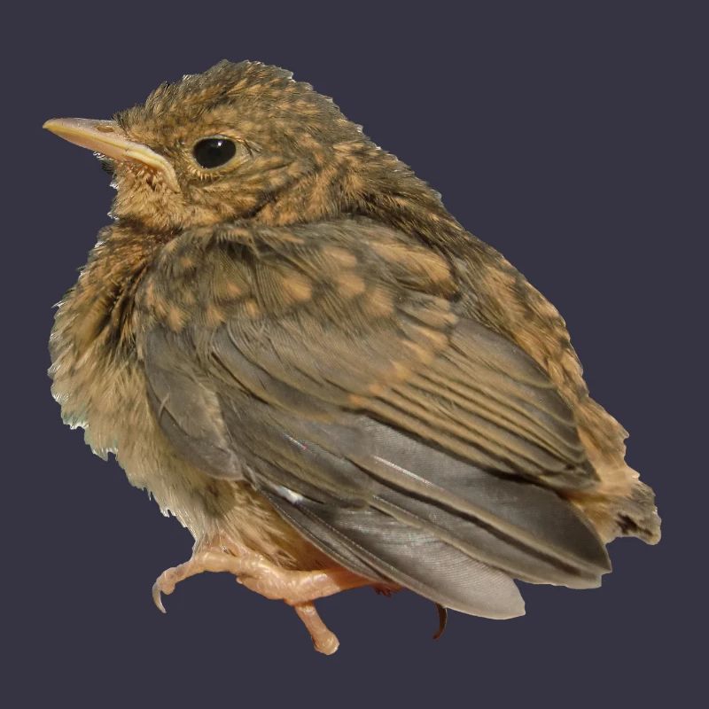 Rotkehlchen Ästling