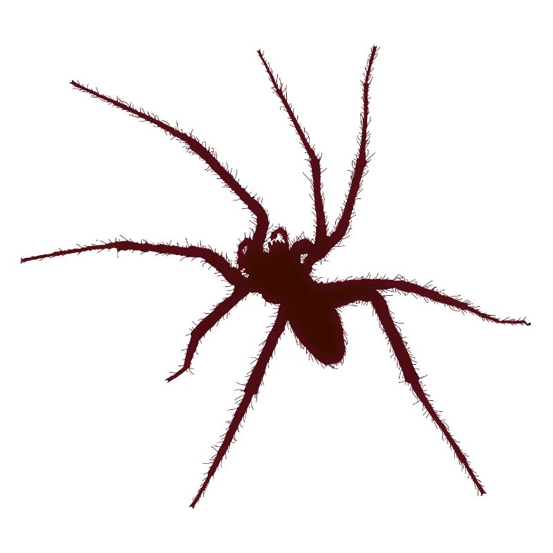 araignée
