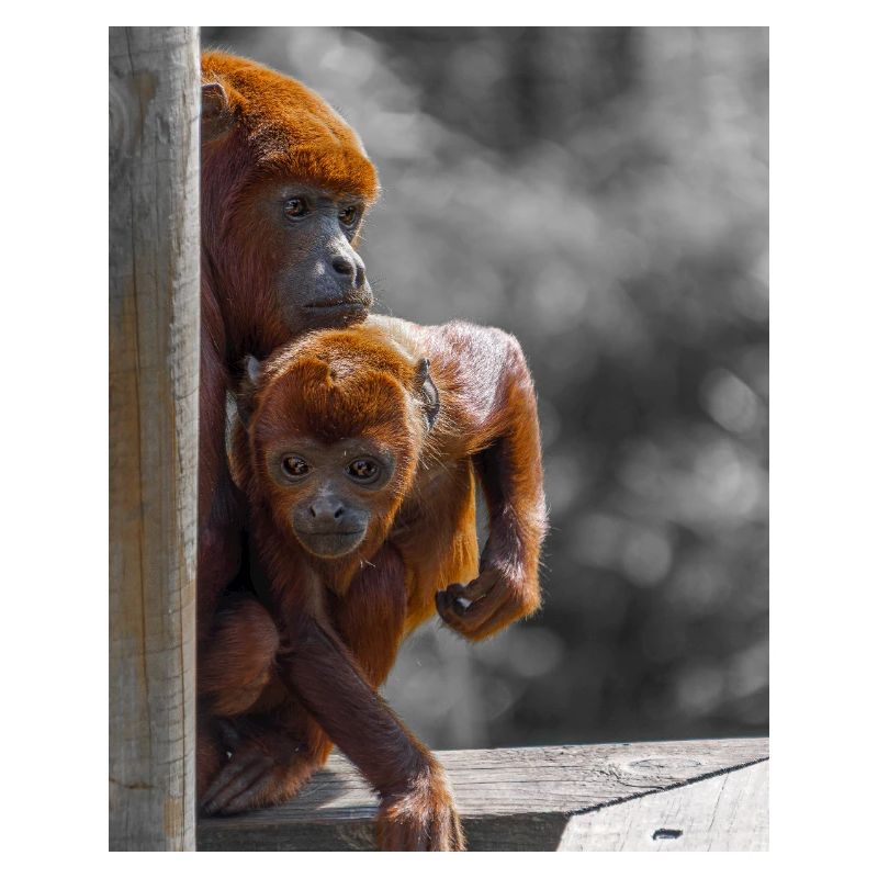 Howler Monkeys