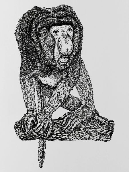 Singe Proboscis