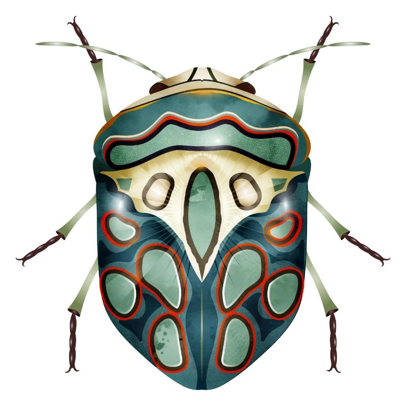 Sphaerocoris annulus fascinant effrayant crawly