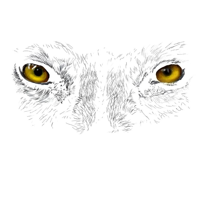 Wolf eyes