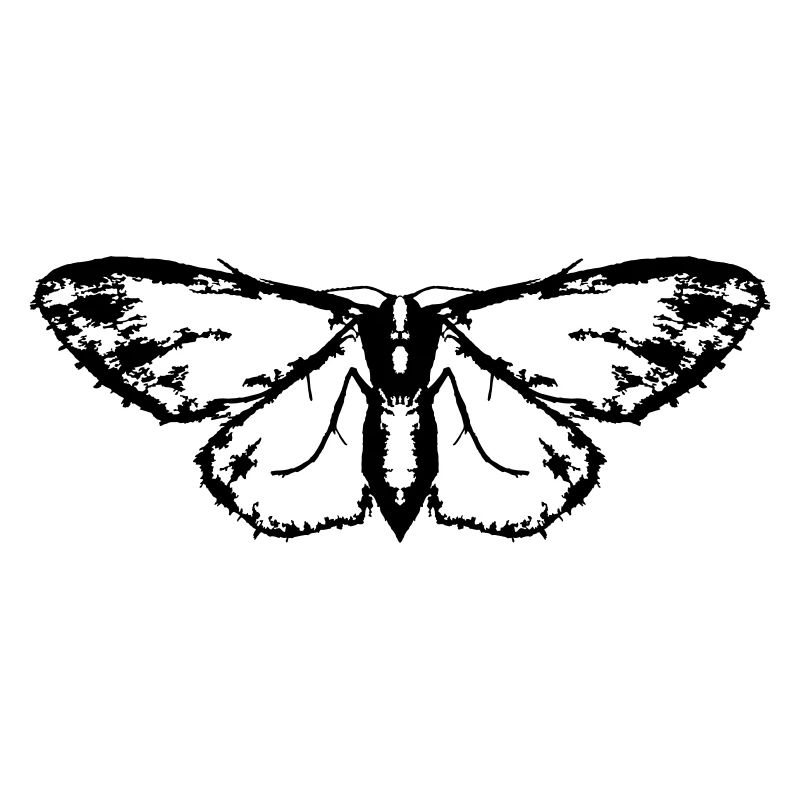 Moth / Butterfly / Moth