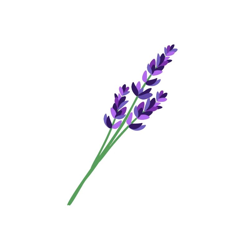 Lavender 1